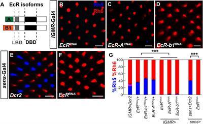 Blimp-1/PRDM1 and Hr3/RORβ specify the blue-sensitive photoreceptor subtype in Drosophila by repressing the hippo pathway 